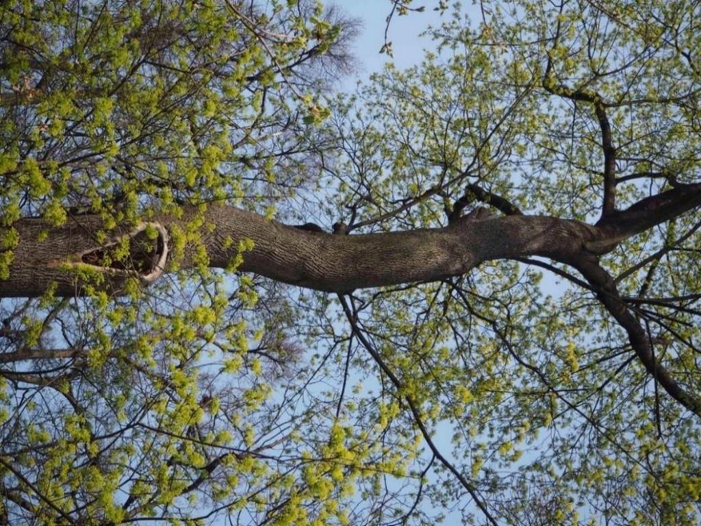 Ošetření číslo 8 Dřevina: Acer platanoides, strom č. 8. Popis: Javor s asymetrickou korunou nahnutý nad chodník.