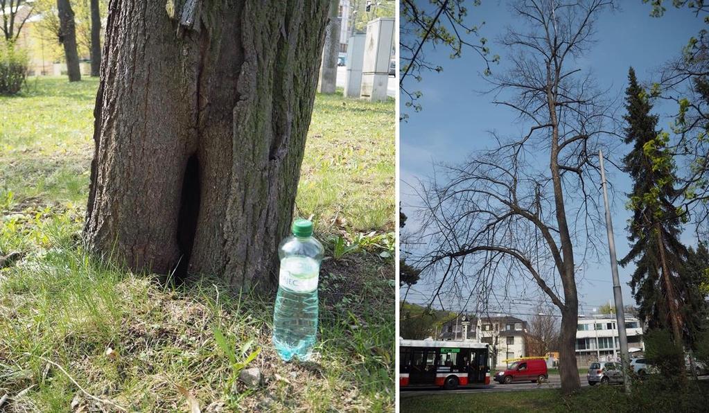 Ošetření číslo 11 Dřevina: Tilia cordata, strom č. 22. Popis: Strom rostoucí v blízkosti silnice s asymetrickou korunou nahnutý nad silnici. Na bází nalezena otevřená dutina sahající za 1/2 tloušťky.