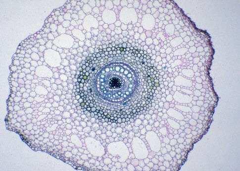 Cévní svazky* stélé (střední válec) sifonostélé odvozeno od protostélé spojené se vznikem vnitřníno dřeňovéo