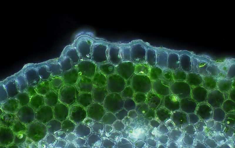 Epidermis kutikula vrstva kutinu produkovaná pokožkovými buňkami na povrch vnější b.