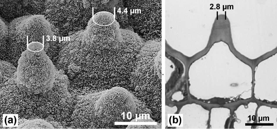 Epidermis dělení trichomů podle anatomie papily (bradavky) drobné vychlípeniny pokožky např.