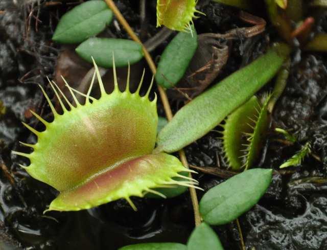 (Pinguicula, tučnice; Drosera,