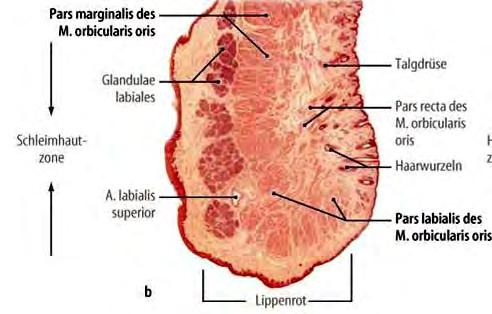 Zevní keratinizující epithel je postupně nahrazen epitelem kubickým a ve vestibulu pak epitelem vícevrstevným málo keratinizujícím