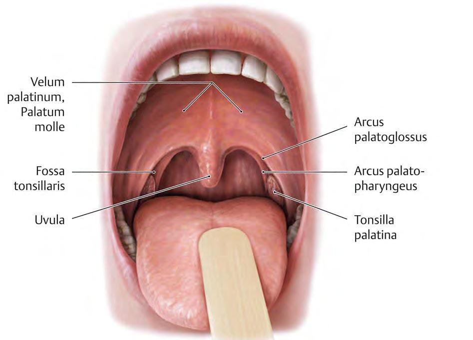 OROFACIAL SYSTEM (Maxilomandibular, maxilofacial, chewing,