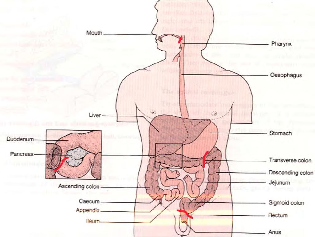 pancreas 3.