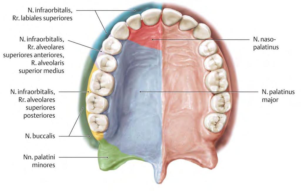 OROFACIAL SYSTEM (Maxilomandibular,