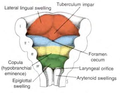 (groove) terminalis medianus