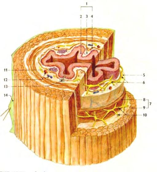 Obecná stavba trávicí trubice tunica mucosa epithelium lamina propria mucosae (lymphoidní tkáň) lamina muscularis mucosae tunica submucosa vemae, arteriae, nervi (plexus submucosus Meissneri) tunica