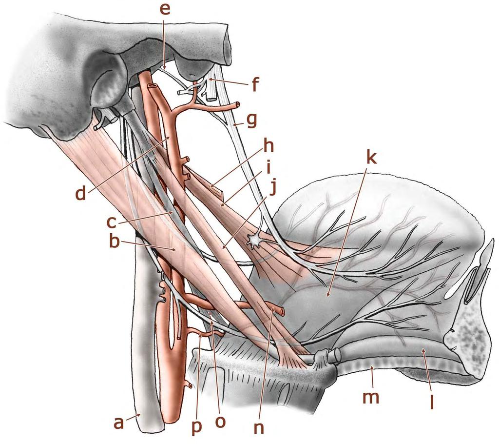 septu