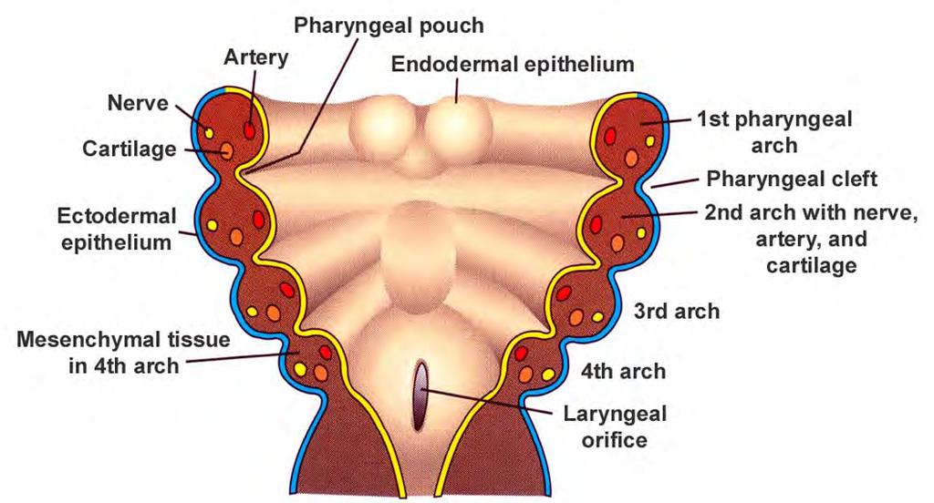 Vývoj hltanu (pharynx) kraniální část předního střeva 6