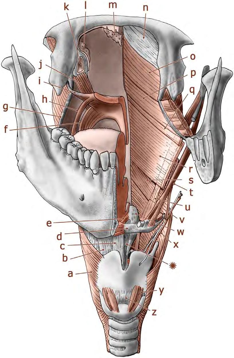 a musculus constrictor pharyngis inferior, b membrana thyreoidea, c ligamentum thyreoideum medianum, d os hyoideum, e membrana hyoepiglottica, f arcus palatopharyngeus, g raphe buccopharyngea, h -