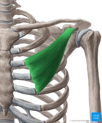 kosti (tuberculum majus, humerus) Funkce: předpažení, připažení (addukce) paže, vnitřní rotace