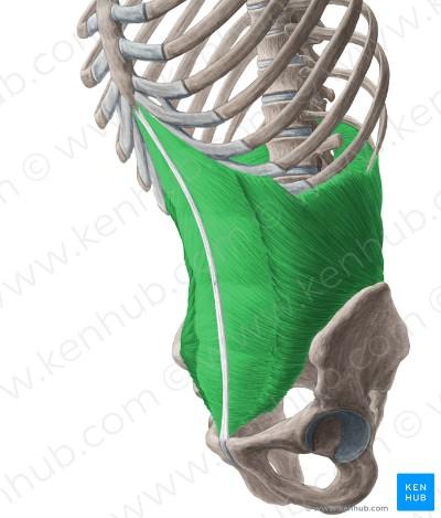 intersectiones tendinae Funkce: flexe páteře, přitahování pánve k hrudníku, břišní lis Inervace: mezižeberní nervy (nn. intercostales) Zevní šikmý sval (m.