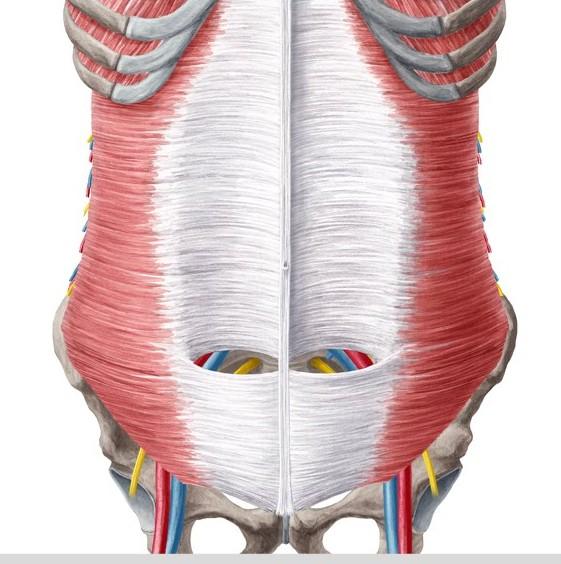 Příčný sval břišní (m. transversus abdominis) Origo: chrupavky 7.-12.