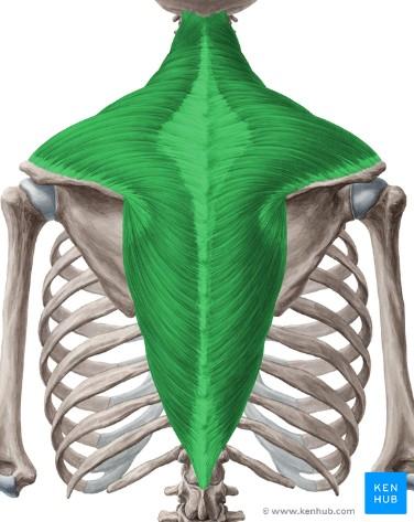 2.5 Svaly zádové (musculi dorsi) Trapézový sval (m.