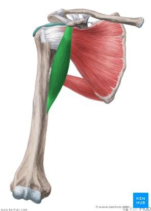 coracoideus)) Insertio: drsnatina vřetenní kosti (tuberositas radii) Funkce: flexe v loketním i ramenním kloubu, supinace Inervace: svalokožní