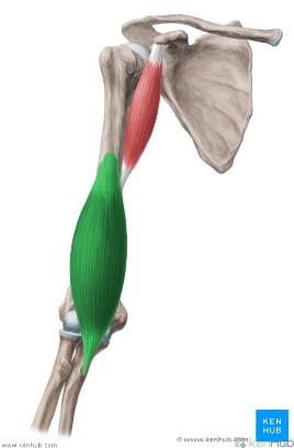 coracobrachialis) Origo: zobákovitý výběžek lopatky (processus coracoideus) Insertio: v polovině délky pažní kosti (humerus) Funkce: připažení,