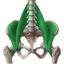 : Tvoří jej dva svaly - kyčelní sval (m.iliacus) a velký bederní sval (m.