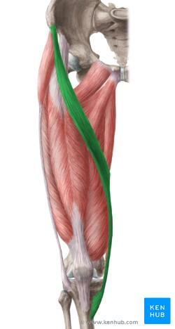 stehenní sval (musculus quadratus femoris) Svaly stehenní (musculi femoris): přední skupina Krejčovský sval (musculus sartorius) Insertio: tzv.