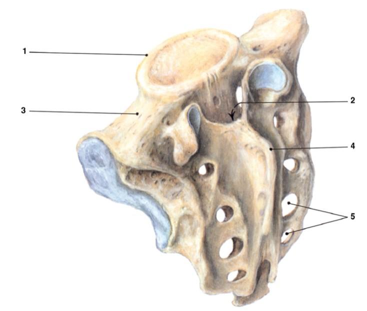 2.1 Kostra osová Krční obratle (vertebrae cervicales) Kost křížová (os sacrum) 1.