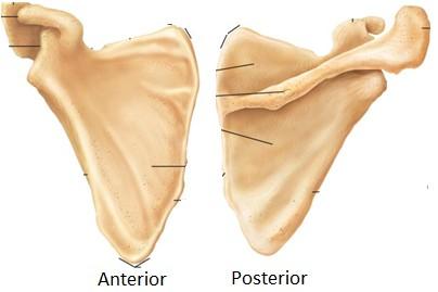 Spina scapulae vybíhá v nadpažek (acromion), pod nímž je kloubní jamka (cavitas glenoidalis) pro kloub ramenní. Horní okraj lopatky vybíhá v zobcovitý výběžek (processus coracoideus).