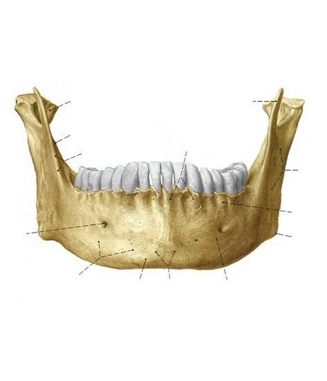 hrotu (apex capitis fibulae), na který se upíná vaz kolaterální (ligamentum collaterale fibulae), a šlacha dvojhlavého svalu stehenního (tendo musculi bicipitis femoris).