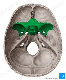 mandibulae). Horní čelist (maxilla) Je párová kost, tvořena dutinou čelistní (sinus maxilaris) patřící k paranasálním dutinám vedlejším dutinám nosním.