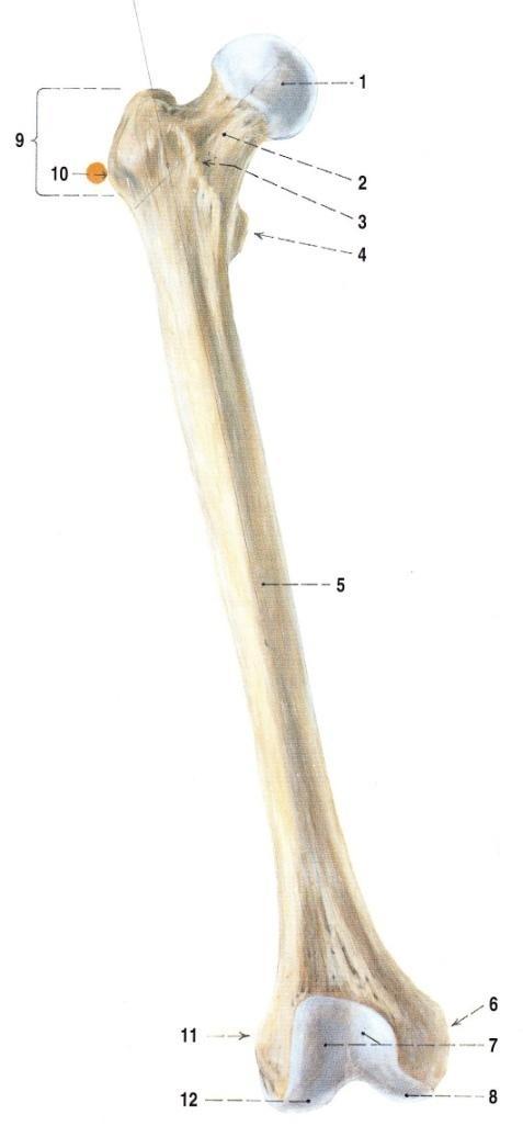 Obr. 2 Femur (os femoris); pravá strana; pohled zpředu 91 1. caput femoris 2. collum femoris 3. linea intertrochanterica 4. trochanter minor 5. corpus femoris 6. epicondylus medialis 7.