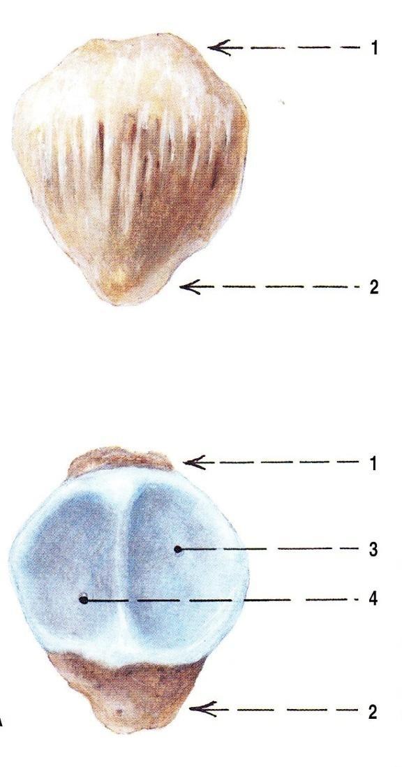 Obr. 3 Patella dospělého zpředu (nahoře) a zezadu (dole); pravá strana 92 1. basis patellae 2. apex patellae 3.