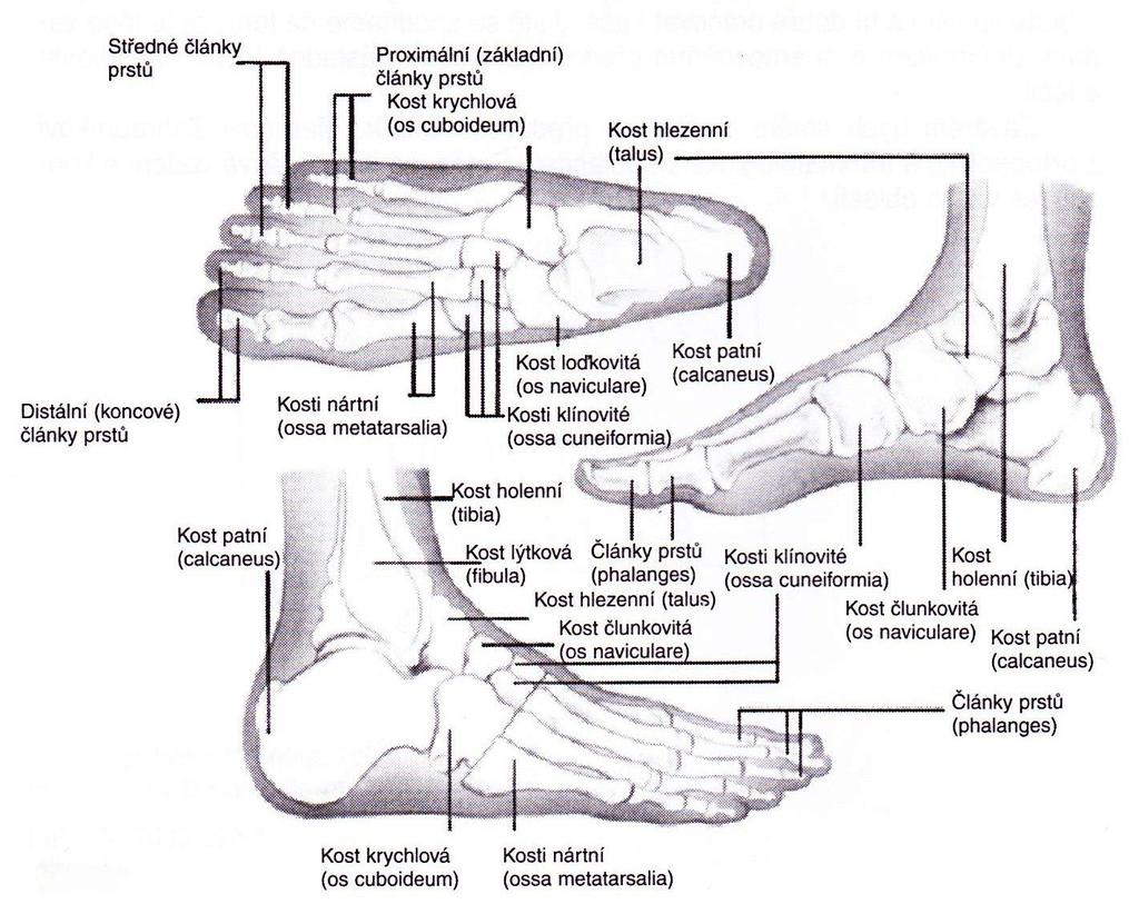 Obr. 5 Kosti nohy 94 94 NOVOTNÁ, Hana.