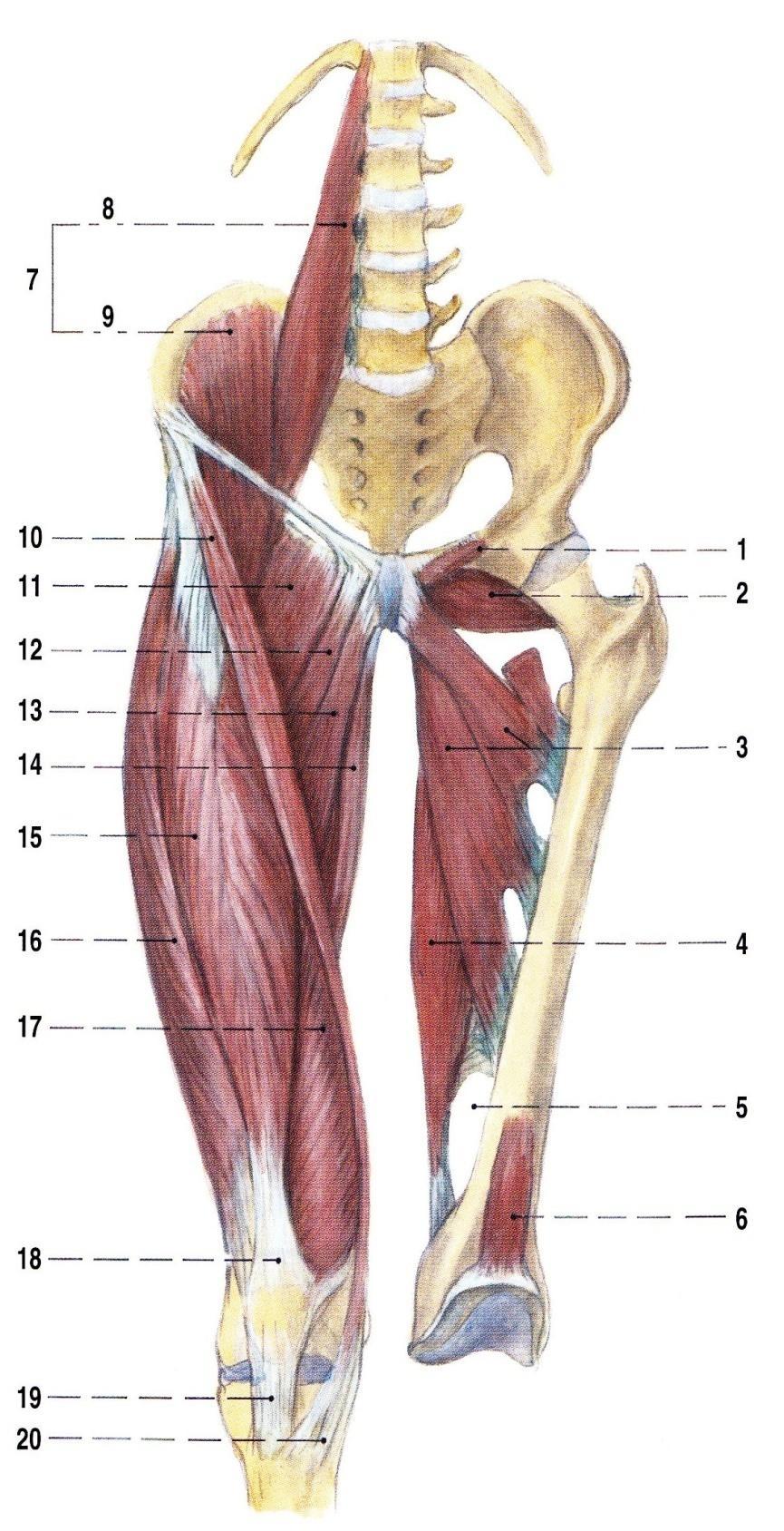 Obr. 7 Musculus iliopsoas a svaly stehna; pohled zpředu; vlevo proříznut m. pectineus a odstraněny m. gracilis, m.