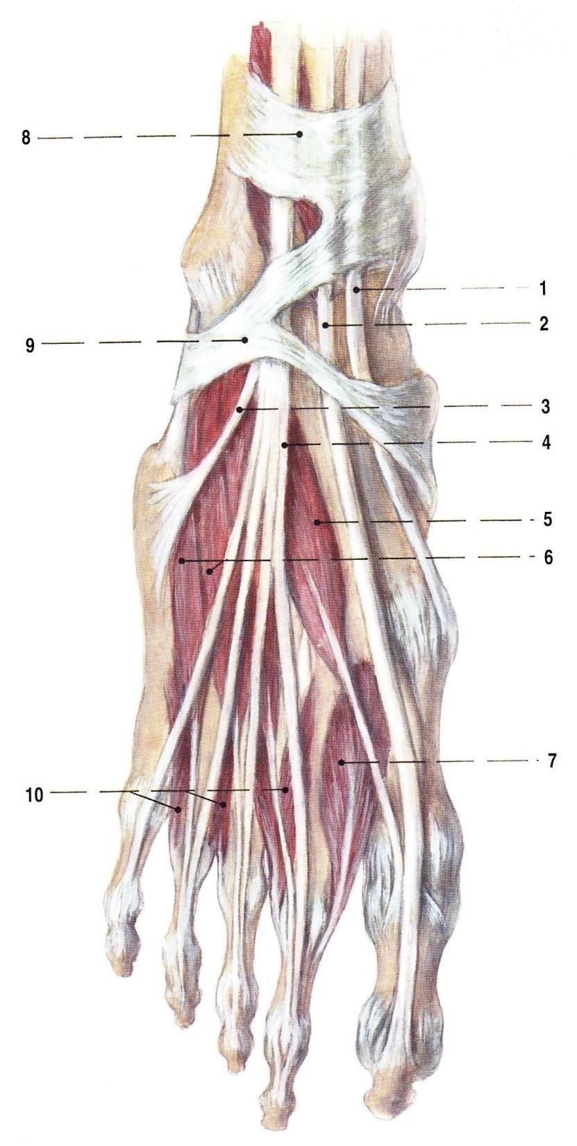 Obr. 14 Svaly a šlachy na