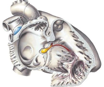 atrioventricularis (accessory AV connections Kent fibres) Fasciculus