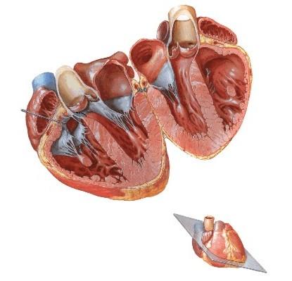 Atrium cordis Ventriculus cordis