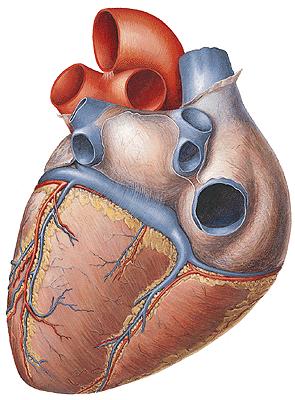 Venae cordis 1. Sinus coronarius cordis a) v. cordis magna b) v. cordis media c) v. cordis parva d) v.