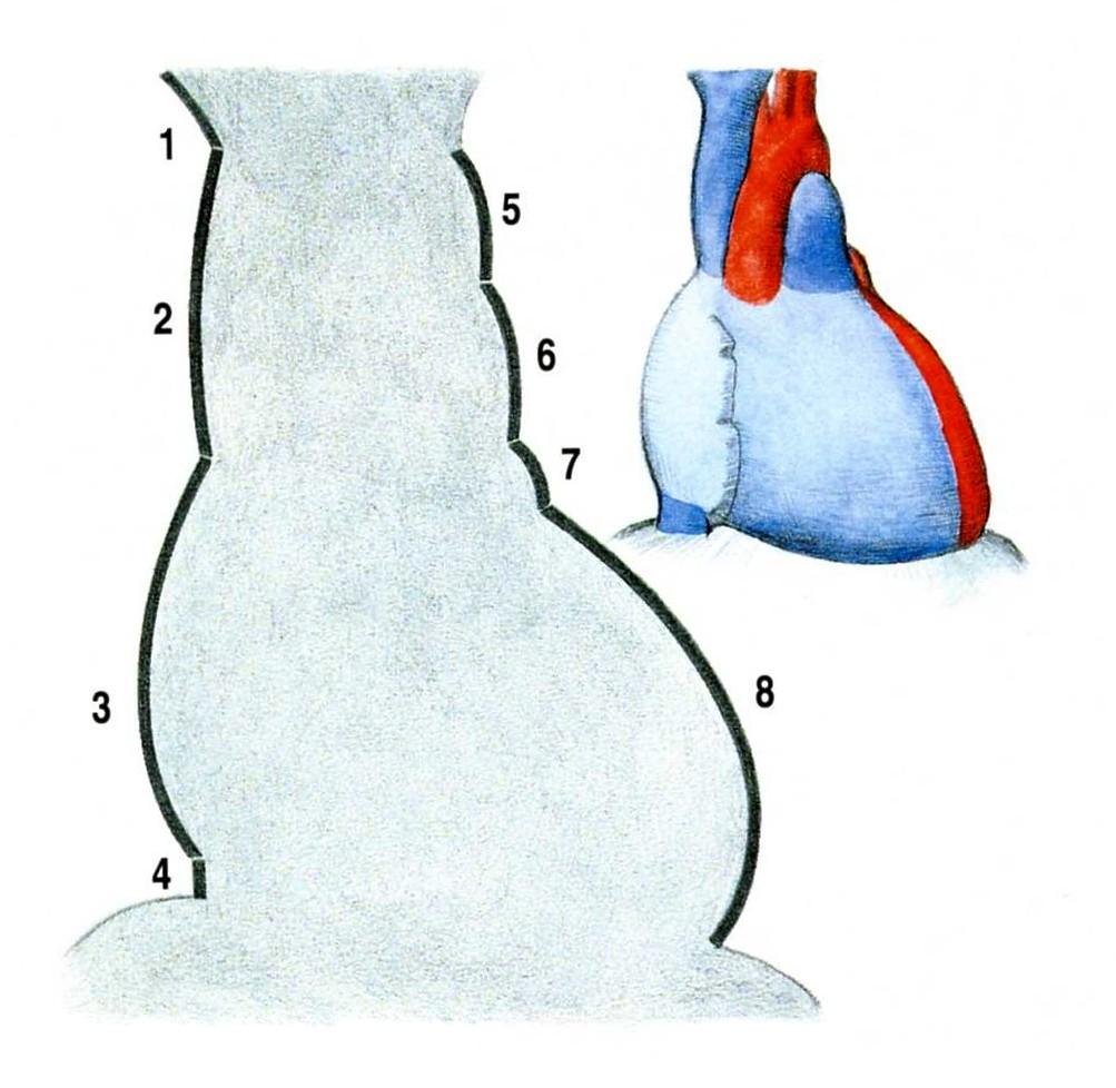 Heart shadow: 1. V. brachiocephalica dx. 5. Arcus aortae 2. V. cava sup. 6.