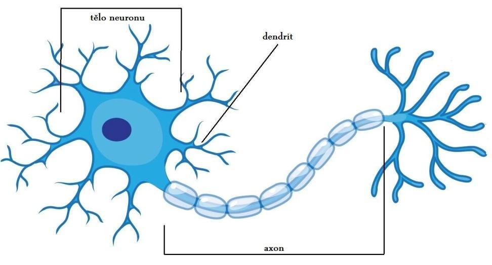 2.1 Neuron, nervová buňka (neurocyt) Neuron je základní morfologickou, funkční a trofickou jednotkou nervové tkáně.