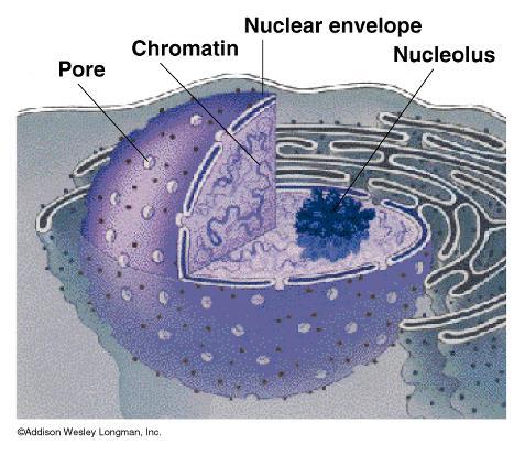 Jaderný obal dvojitá biomembrána vnější jaderná