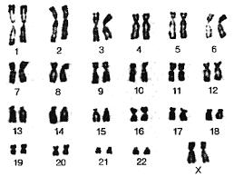 Chromosomy (M-fáze) - viditelná kondenzovaná vlákna DNA během mitózy diploidní sada chromosomů = 2x23 v každé somatické buňce 44