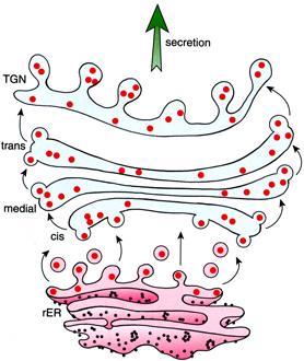 Golgiho aparát Struktura paralelně uspořádané