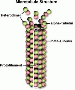 Cytoskelet - mikrotubuly 22 25 nm, tvořeny tubulinem duté válce, dynamické struktury funkce: udržování tvaru buněk, intracelulární