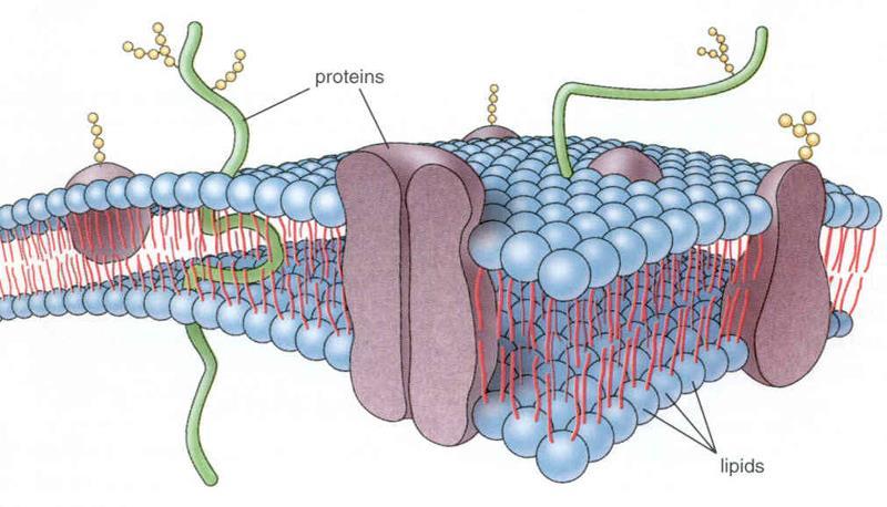 Buněčná membrána - fosfolipidy, proteiny, cholesterol - tloušťka 7 10 nm - dvě vrstvy lipidů opačné orientace (trojvrstevný vzhled)