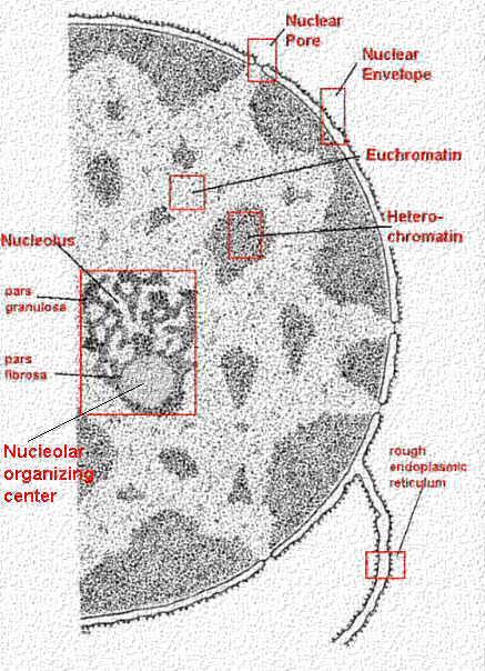 Jádro heterochromatin tmavé hrudky (spiralizované úseky) - dobře