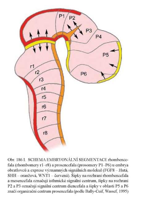 WNT1 Rhombomery Prosomery