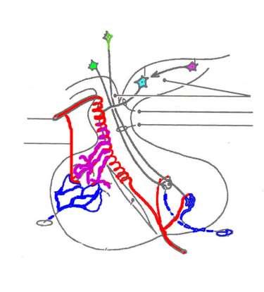 HYPOFYZÁRNÍ PORTÁLNÍ SYSTÉM nucleus paraventricularis Nucleus supraopticus nucleus arcuatus nuclei tuberales a. hypophysialis sup a.