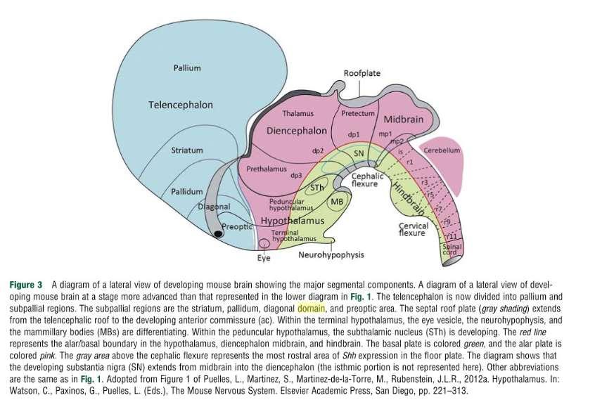 Hypothalamus: alární ploténka ncl. paraventricularis, ncl. hypothalamicus anterior ncl.