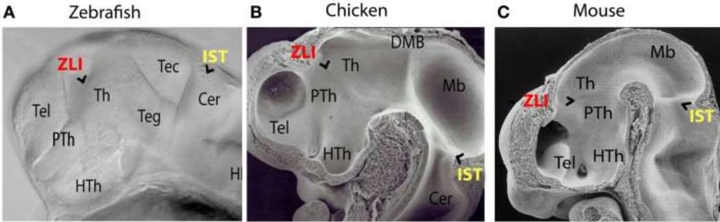 Organizační centra zona limitans intrathalamica (ZLI) Viditelná hranice mezi prethalamem (subthalamem) a thalamem P2-P3, isthmus rhombencephali (IST) zúžení na pontomesencephalickém přechodu.