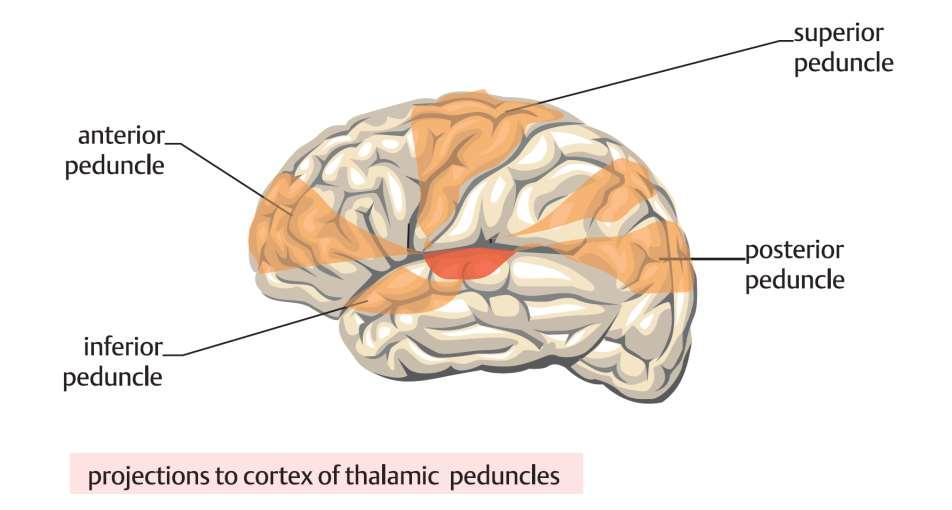 Thalamo-kortikální projekce Radiatio thalami superior Radiatio thalami anterior Radiatio