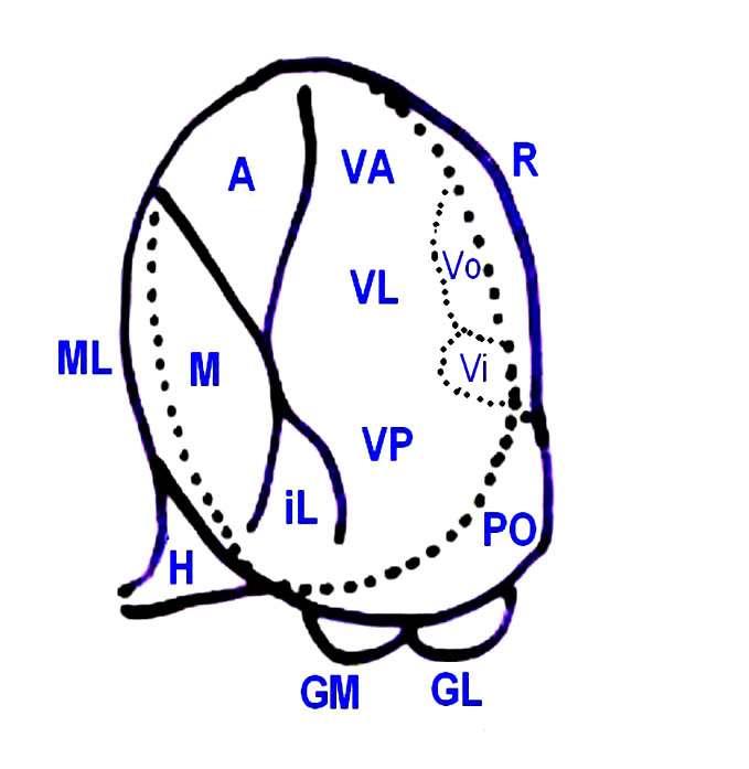 Schema horizontálního