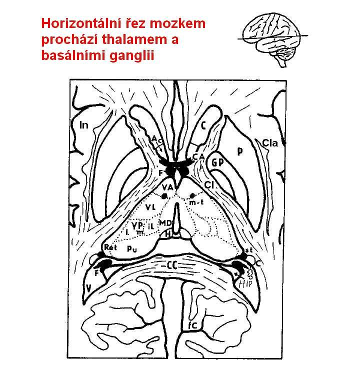 5) Nucleus reticularis GABA neurony inhibuje ostatní thalamická jádra Aferenty z kůry,